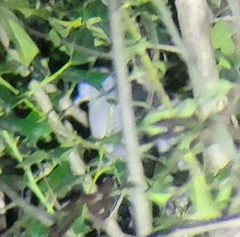 Streptopelia orientalis