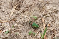 Cicindela soluta