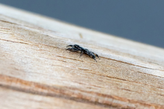 Holoplatys planissima