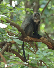Cercopithecus mitis manyaraensis