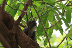 Cercopithecus mitis manyaraensis