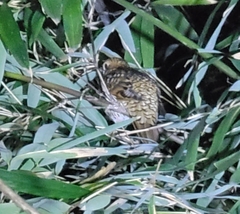 Zoothera aurea