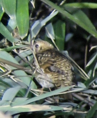 Zoothera aurea