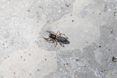 Holoplatys planissima