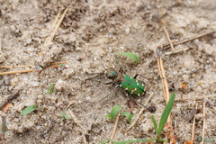 Cicindela soluta