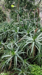 Aloe arborescens image