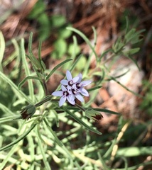 Stevia multiaristata