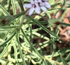 Stevia multiaristata