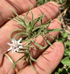 Stevia multiaristata