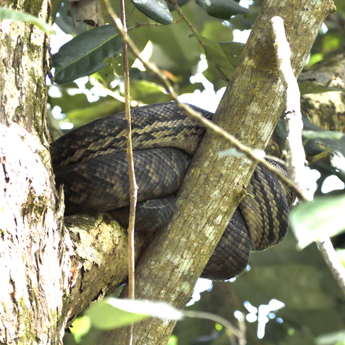 Australian Scrub Python sighting
