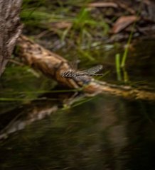 Austroaeschna cooloola