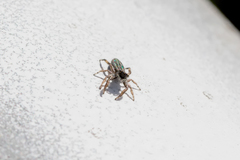 Holoplatys planissima