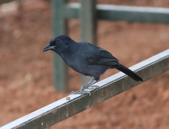 Laniarius funebris