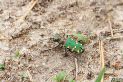 Cicindela soluta
