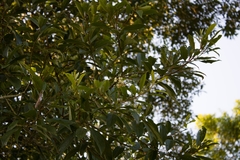 Nectandra lanceolata