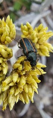 Astylus quadrilineatus