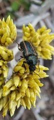 Astylus quadrilineatus