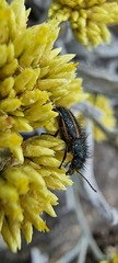 Astylus quadrilineatus