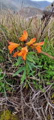 Alstroemeria foliosa
