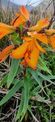 Alstroemeria foliosa