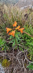 Alstroemeria foliosa