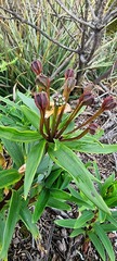 Alstroemeria foliosa