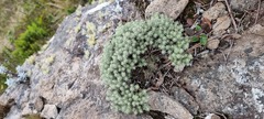 Chionolaena