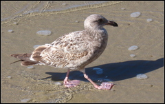 Larus occidentalis
