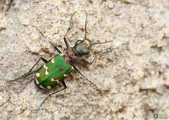 Cicindela soluta