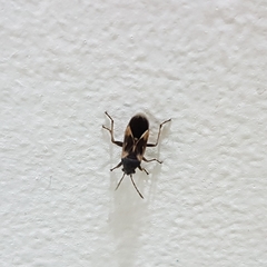 Ochrimnus cinctipennis