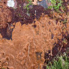 Peniophora aurantiaca