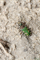 Cicindela soluta