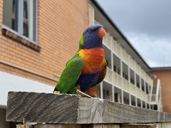 Trichoglossus moluccanus