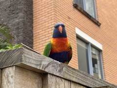 Trichoglossus moluccanus