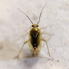 Proba vittiscutis
