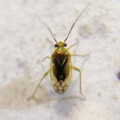 Proba vittiscutis