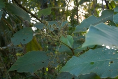 Bathysa australis