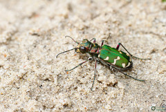 Cicindela soluta