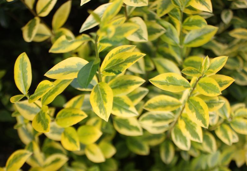 garden privet (Ligustrum ovalifolium)  iNaturalist