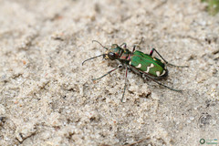 Cicindela soluta