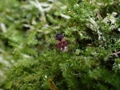 Eremocoris semicinctus