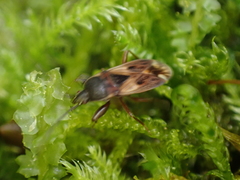 Eremocoris semicinctus