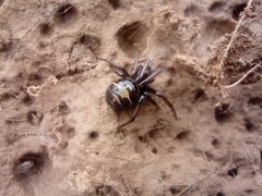 Steatoda autumnalis