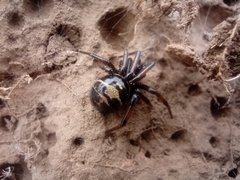 Steatoda autumnalis