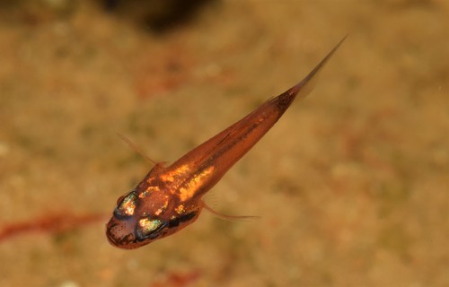 Brazilian flamefish (Apogon americanus) — Apogonidae — 4