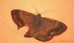 Hemeroblemma malitiosa