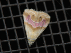 Eublemma roseana