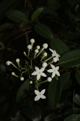 Psychotria coptosperma