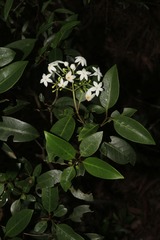 Psychotria coptosperma