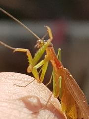 Eumusonia